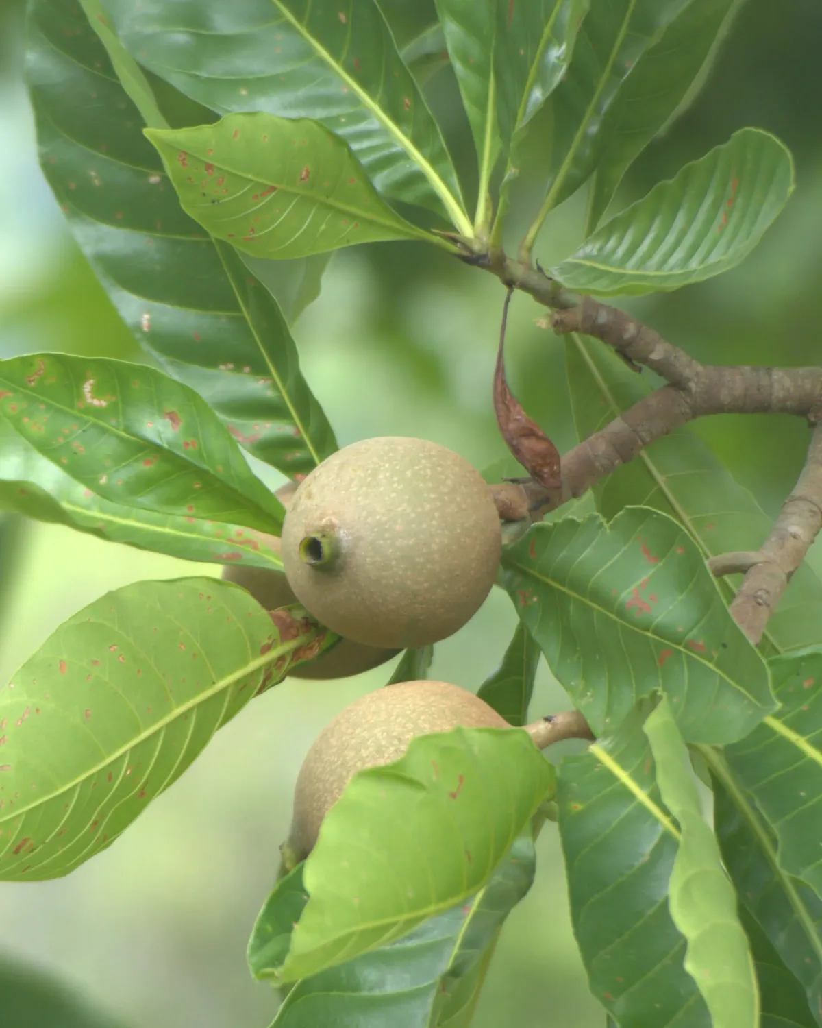 Two jagua fruits on a branch among large green leaves